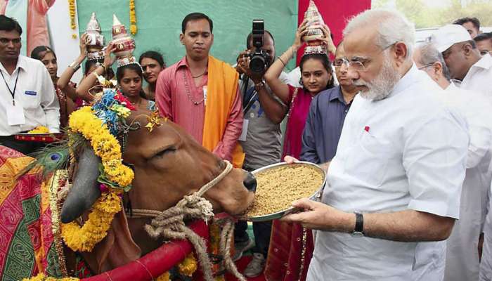 પશુધન ગણતરી: મોદી રાજમાં વધી ગયોની સંખ્યા, 18 ટકાનો વધારો નોંધાયો પશુધન ગણતરી: મોદી રાજમાં વધી ગયોની સંખ્યા, 18 ટકાનો વધારો નોંધાયો