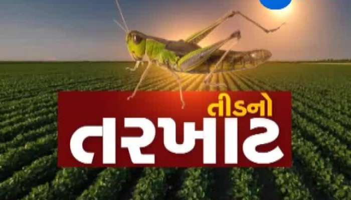 તીડનો તરખાટ: ખેતીના પાક પર પાકિસ્તાની તીડ ત્રાટક્યા