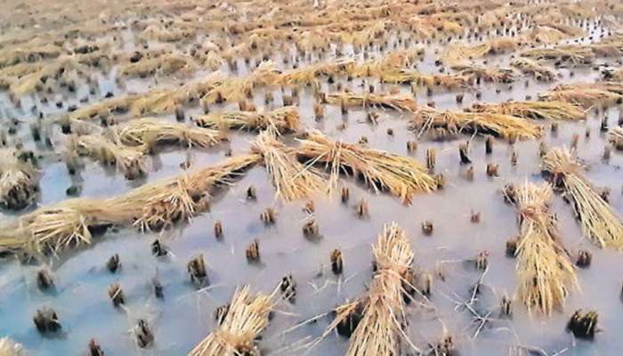 ખેડૂતોની માઠી દશા: દક્ષિણ ગુજરાતમાં 24 કલાકમાં વઘઇ -ચીખલીમાં અઢી ઇંચ વરસાદ