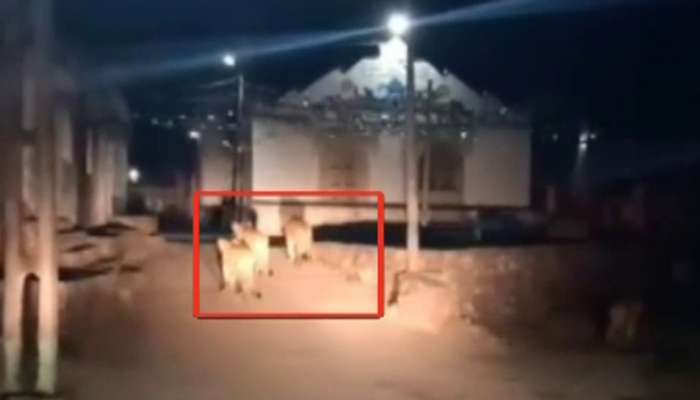 દિવાળી પર ખુશ કરી દેશે આ Video, ગાડી આવતા જ ભાગી ગયું ગામમાં આવેલું 6 સિંહોનું ટોળું