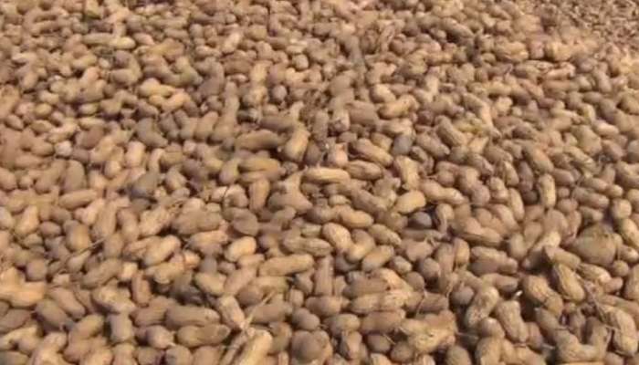  પ્રથમ દિવસે ટેકાના ભાવે માત્ર 54 ખેડૂતોએ વેંચી  પોતાની મગફળી 