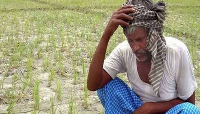 ગુજરાત : ખેડૂતો કફોડી સ્થિતી વિમો પાકે તો એજન્ટો ખાય ન પાકે વિમા કંપની ખાય