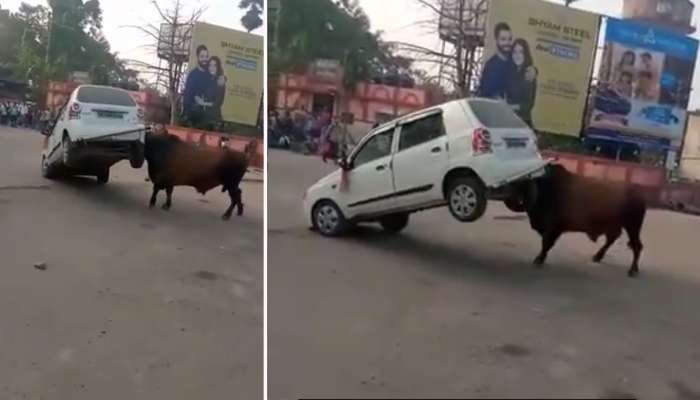 VIDEO: મદમસ્ત આખલાને જોઈને ક્યારેય ન કરતા આ ભૂલ, નહીં તો કારચાલક જેવા હાલ થશે