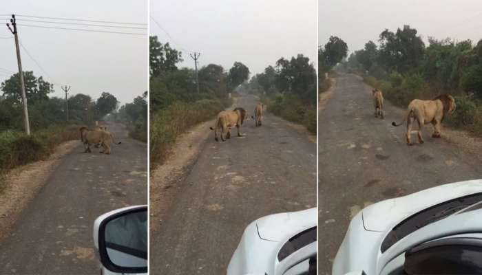 VIDEO - સિંહની પજવણીઃ ગીરના બે ડાલામથ્થાને પરેશાન કરતો વીડિયો વાયરલ
