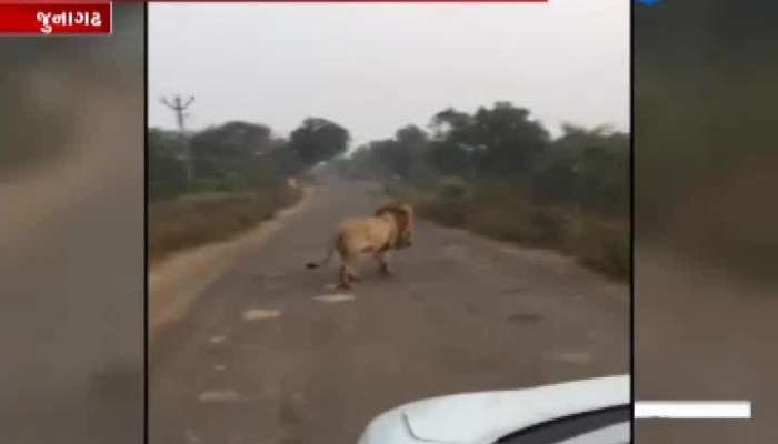 King of the jungle on the road in Junagadh