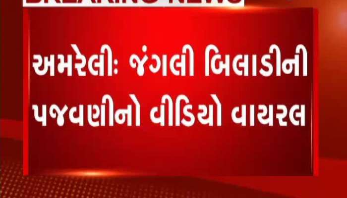 અમરેલીમાં જંગલી બિલાડીની પજવણીનો વીડિયો વાયરલ