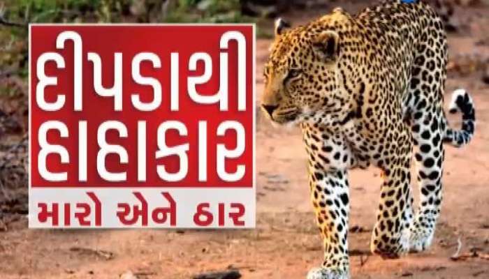 માનવભક્ષી દિપડાને ઝડપી લેવા માટે વન વિભાગે બનાવ્યો માસ્ટરપ્લાન