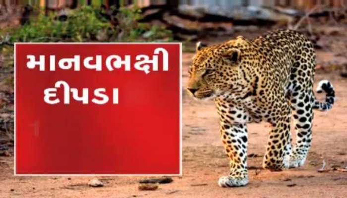 દીપડાને પકડવામાં વનવિભાગને કેમ ધાર્યું પરિણામ મળતું નથી? એક નહિ, અનેક કારણો છે....