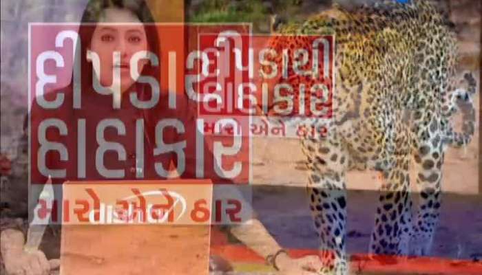 Leopard Attack In Amreli: બગસરામાં દીપડાના ભય હેઠળ જીવી રહ્યાં છે ગ્રામજનો