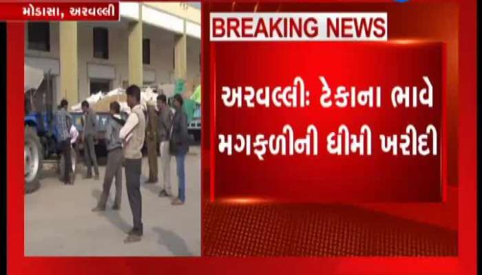 મગફળી ખરીદી: મોડાસામાં મગફળી ખરીદીની ધીમી ગતી, ખેડૂતોમાં રોષ