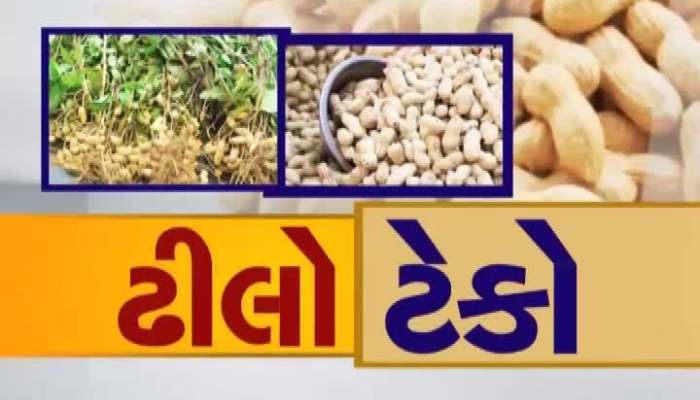 મગફળી ખરીદી: જામનગરમાં મગફળી ખરીદીની ધીમી ગતી, ખેડૂતોને હેરાનગતિ