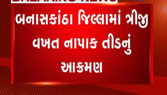  બનાસકાંઠામાં ત્રીજી વાર તીડનો આતંક, જુઓ વીડિયો