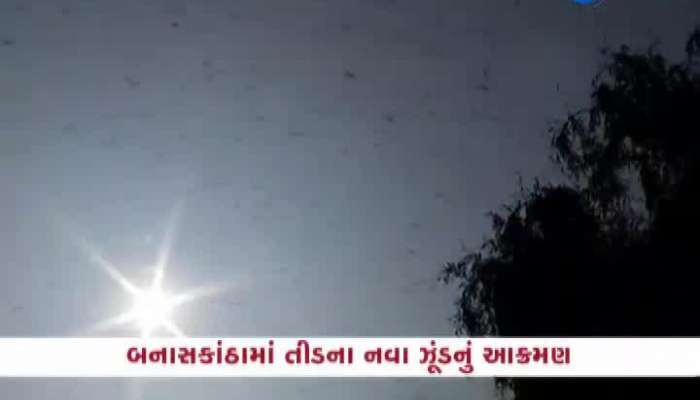 તીડના આતંક અંગે વાવના મામલતદાર સાથે ખાસ વાતચીત઼