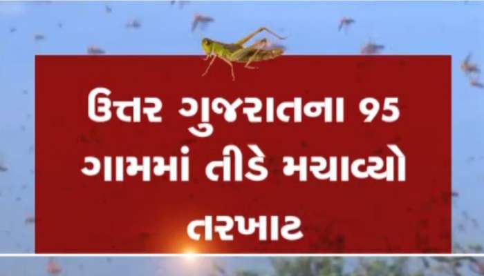 પાકિસ્તાનના તીડોએ સાબરકાંઠાને પણ ન છોડ્યું, ઉત્તર ગુજરાતના 4 મોટા જિલ્લામાં તીડનો આતંક