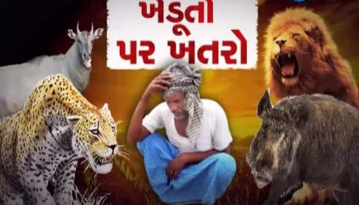 ગીર સોમનાથના તાલાલા તાલુકામાં રોઝડાનો આતંક