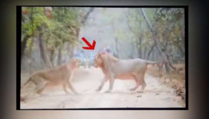 Video : શારીરિક સંબંધ બાંધવા સિંહ સિંહણની એકદમ નજીક આવ્યો, પહેલા પંજો માર્યો અને પછી... Video : શારીરિક સંબંધ બાંધવા સિંહ સિંહણની એકદમ નજીક આવ્યો, પહેલા પંજો માર્યો અને પછી...