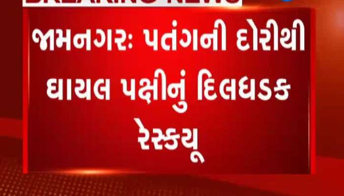 જામનગરમાં ઘાયલ પક્ષીનું કરાયું દિલધડક રેસક્યુ, જુઓ Video
