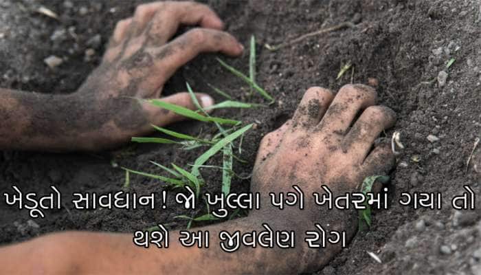 ખેડૂતો સાવધાન! ગુજરાતમાંથી મળી આવ્યો સ્વાઇન ફ્લુથી પણ જીવલેણ વિચિત્ર રોગ