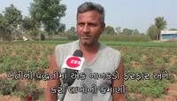 મહેસાણા: ખેડૂતે પોતાની પદ્ધતીમાં કર્યો નાનકડો ફેરફાર અને કરી લાખોની કમાણી
