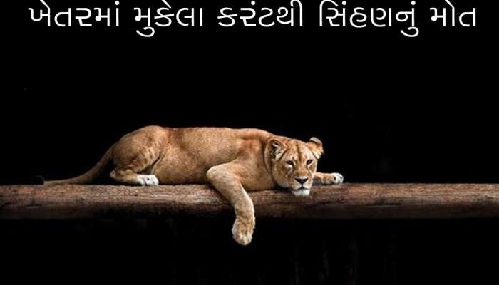 વિસાવદરમાં વીજ કરંટથી સિંહણનું મોત, શિયાળનો પણ મૃતદેહ મળતા વનવિભાગનું કોમ્બિંગ
