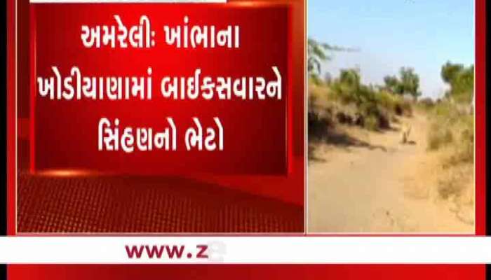  અમરેલીના ખાંભામાં બાઇકસવારનો ભેટો થઈ ગયો સિંહણ સાથે અને પછી...