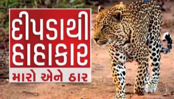 સુરત અને ભરૂચ જિલ્લામાં દીપડાનો ખૌફ:  'દીપડાને ઠાર મારો નહીતર ચૂંટણીમાં વનમંત્રીનો બહિષ્કાર કરીશું'