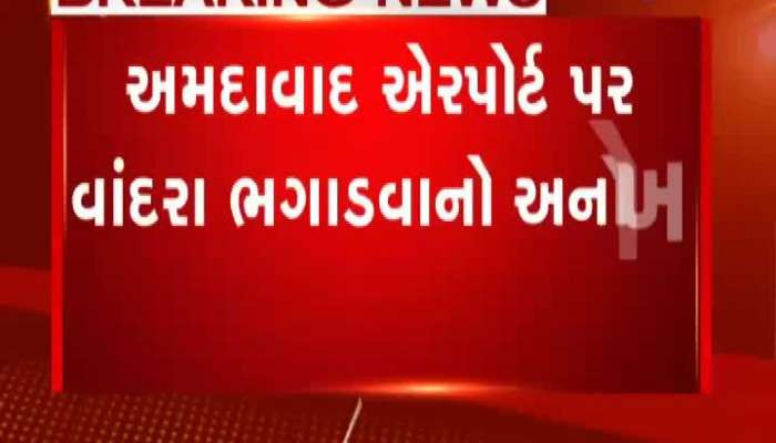 અમદાવાદ એરપોર્ટ પર જોવા મળ્યું રીંછ, જુઓ વીડિયો