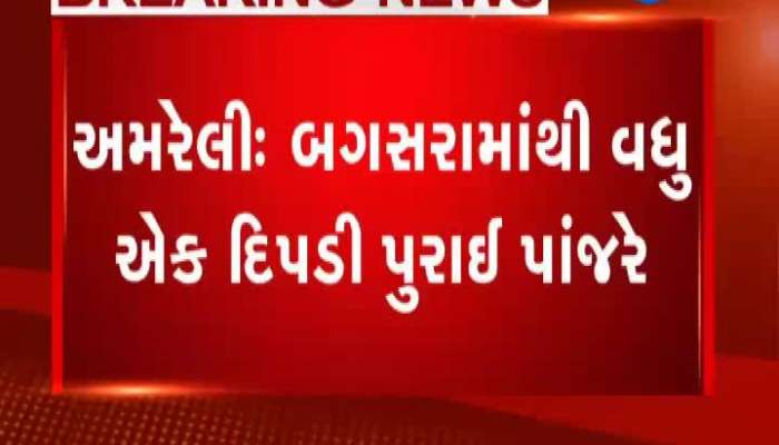 અમરેલીના બગસરા પંથકમાંથી વધુ એક દીપડી પાંજરે પુરાઈ