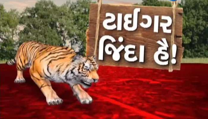 ટાઈગર જિંદા હૈ! મહીસાગરમાં ફરી એકવાર વાઘના પંજાનાં નિશાન દેખાયા