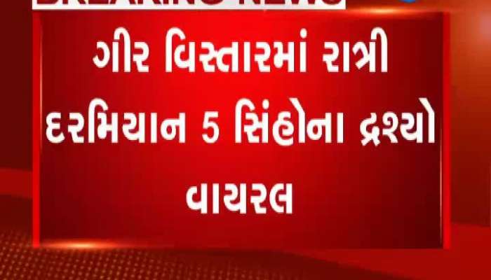 ગીર વિસ્તારમાં રાત્રી દરમિયાન 5 સિંહોનું લાયનવોક વાઇરલ...