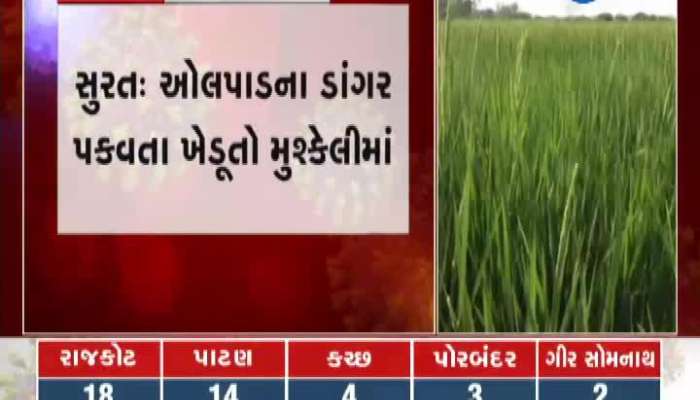 Paddy Farmers Are Trouble In Surat