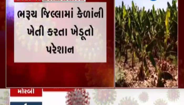 Farmers Disturbed By Banana Cultivation In Bharuch
