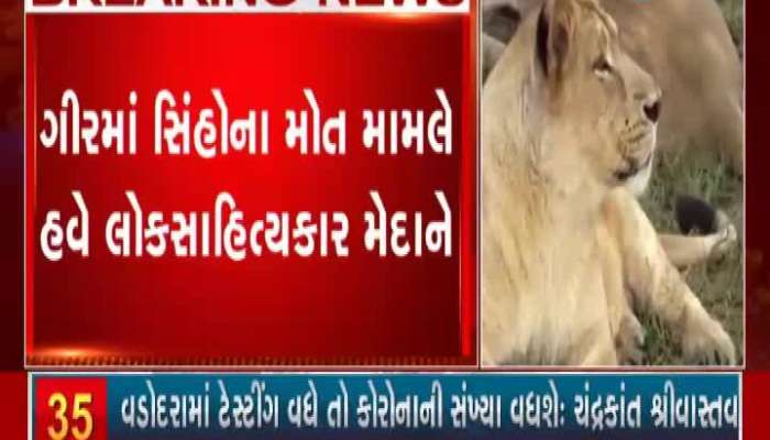 Junagadh Rajbha Gadhvi expressed concern over the death of the lions