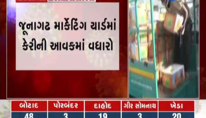 Increase mango income in Junagadh, but not getting labor hampers mango transportation