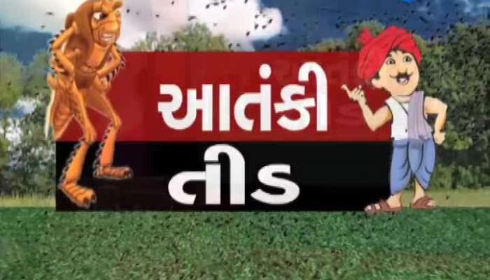 Bhavnagar and Banaskantha farmers scared of locust attack 