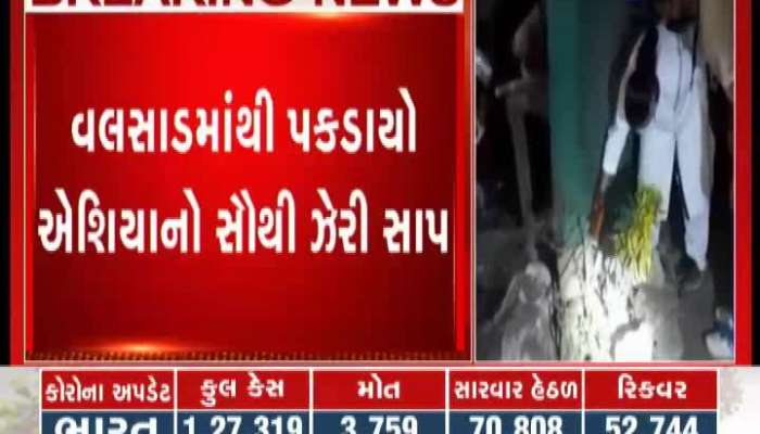 Asia's most venomous snake caught from Valsad