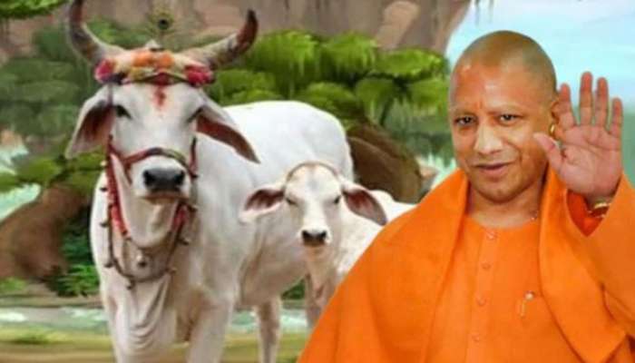 ગૌહત્યા પર યોગી સરકારનો મોટો નિર્ણય, ઉત્તરપ્રદેશમાં ગૌહત્યા પર 10 વર્ષની સજા