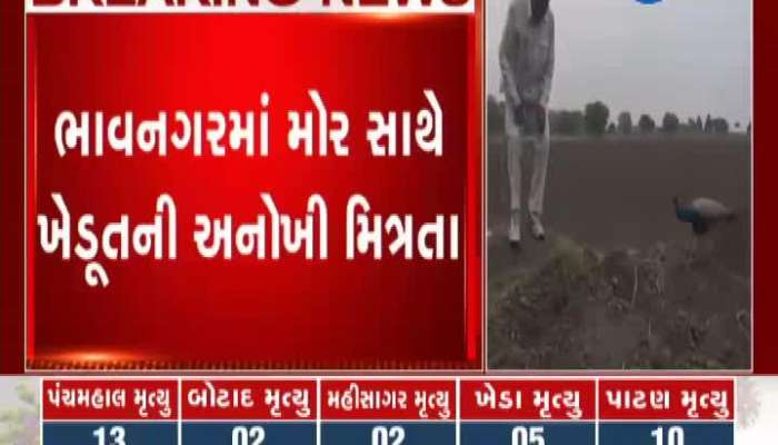 Farmer's Unique Friendship With Peacock In Bhavnagar