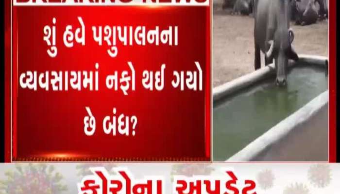 kutch animal care business affected in corona virus lockdown, see special report