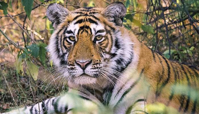 International Tiger Day પર દરેક ભારતીય માટે ગર્વની વાત, દુનિયાની 70 ટકા વસ્તી ભારતમાં
