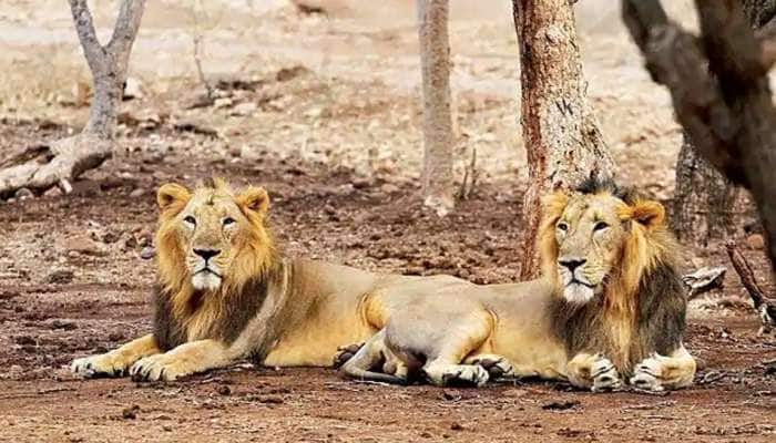 રાજુલા-જાફરાબાદ બોર્ડર નજીક એક અઠવાડિયામા 2 સિંહના મોત મામલે વનવિભાગ થયું સતર્ક રાજુલા-જાફરાબાદ બોર્ડર નજીક એક અઠવાડિયામા 2 સિંહના મોત મામલે વનવિભાગ થયું સતર્ક