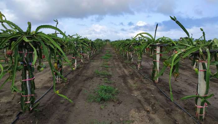 ડ્રેગન ફ્રુટની ખેતી કરીને અમરેલીના આ ખેડૂત ડબલ નહિ, પણ દસ ગણી આવક મેળવે છે