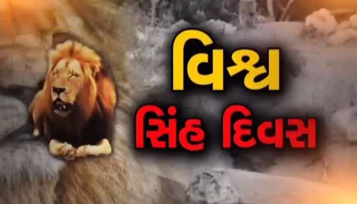 Gujarat's 'An Ban and Shaan' is an Asian lion