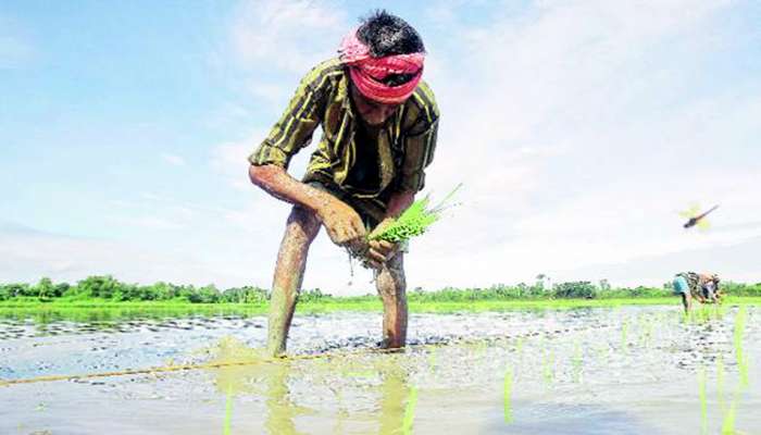 ગુજરાતમાં 57 ટકા વરસાદથી ખેડૂતોમાં ખુશી, વાવણીમાં થયો વધારો