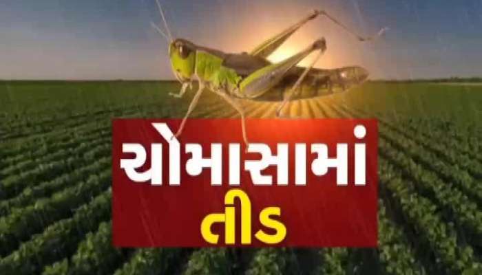 In Kutch, rain on one side and locusts on the other side