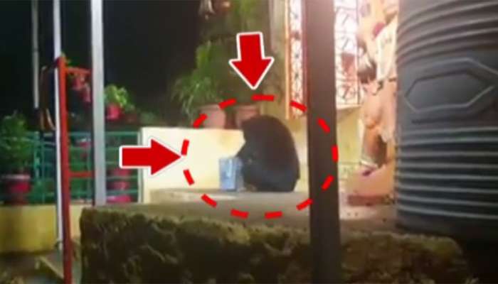 Video : રીંછ મહાદેવ મંદિરમાં પડેલું એક કિલો ઘી ગટગટાવી ગયું....!!!!  