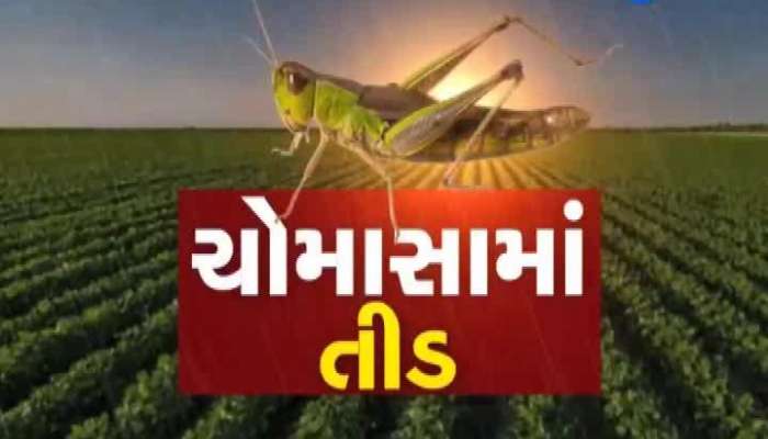 In Kutch, rain on one side and locust terror on the other side