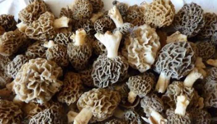 Gucchi mushrooms: ભારતના આ શાકની છે વિદેશમાં ખુબ જ ડિમાન્ડ, ખરીદવા માટે લોન લેવી પડે!