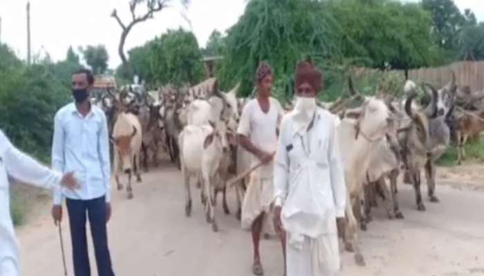 ગુજરાત આંદોલનના માર્ગે: ગૌશાળા સંચાલકો સરકારી કાર્યાલય બહાર ગાય છોડી રણશિંગુ ફૂંક્યું