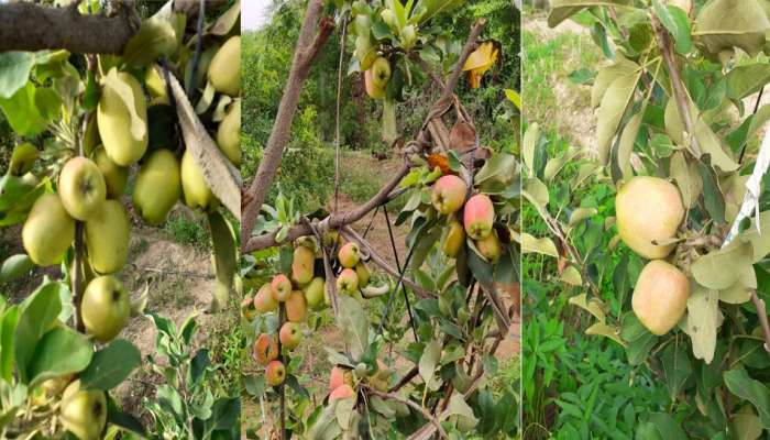 હવે સફરજન માટે કાશ્મીર લાંબી નહી થવું પડે, કચ્છનાં ખેડૂતના સફરજનથી મોમાં આવશે પાણી